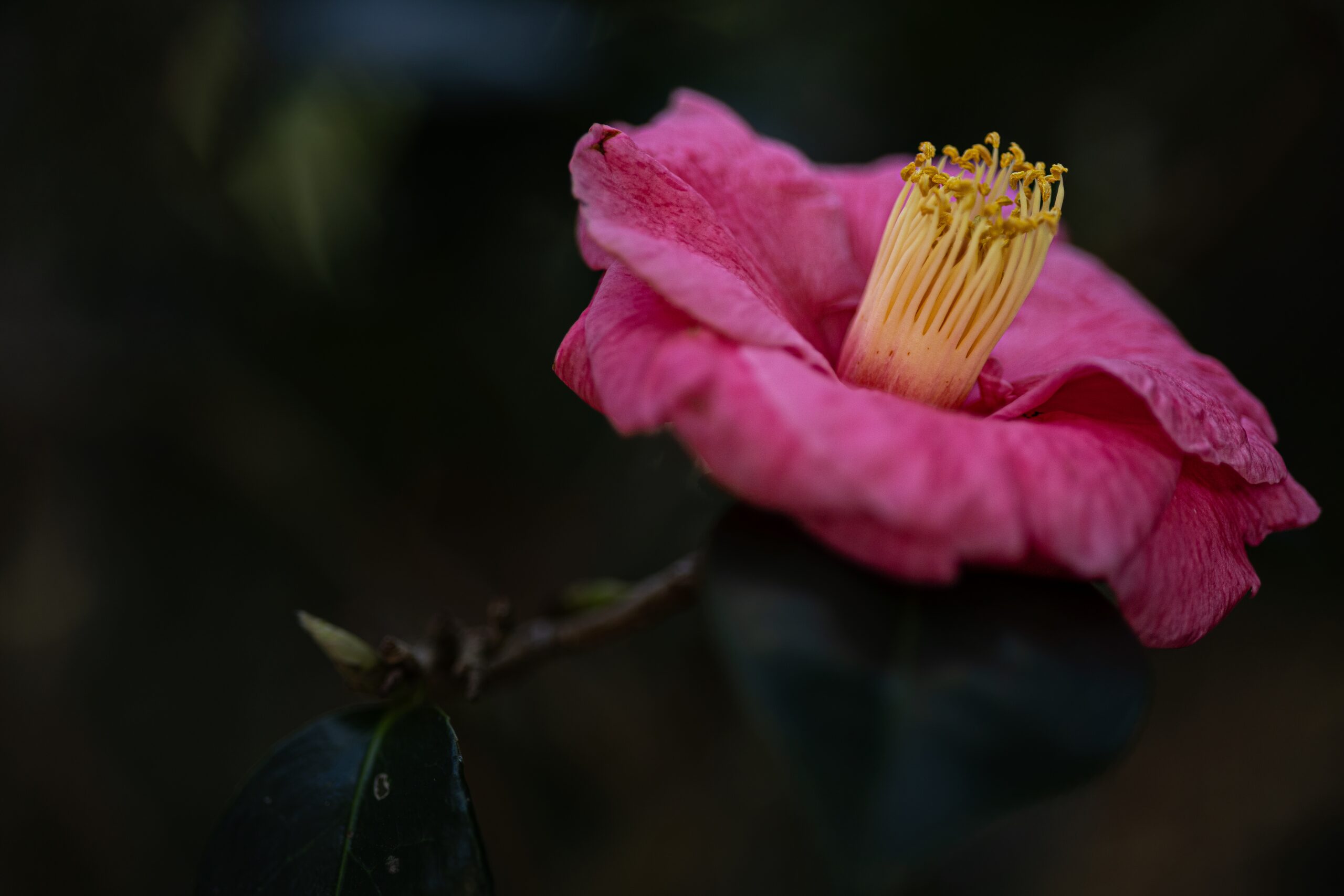 Leu Gardens